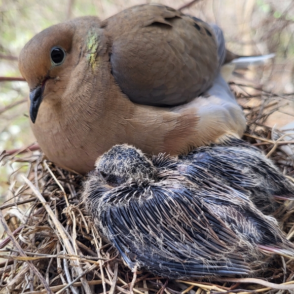 PLSreadBEFOREbuying! - Picture 13 of 16